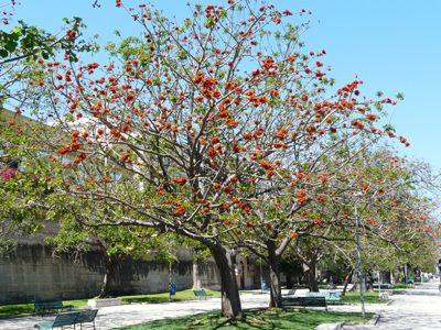 Da determinare albero ornamentale di Palermo